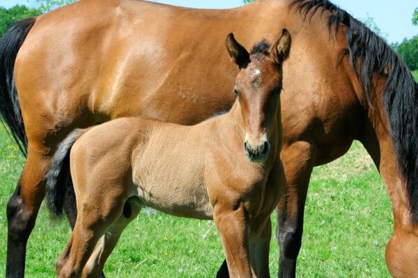  <strong>Equine Nursing with Bonny Millar </strong>