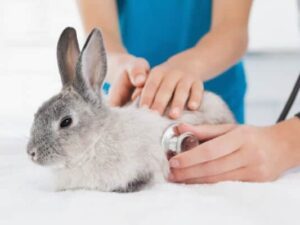 Rabbit Nursing Care Plans