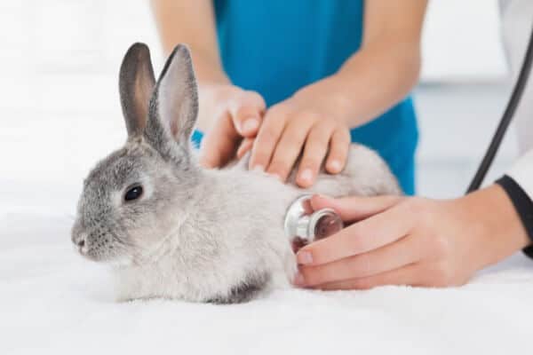 Rabbit Nursing Care Plans