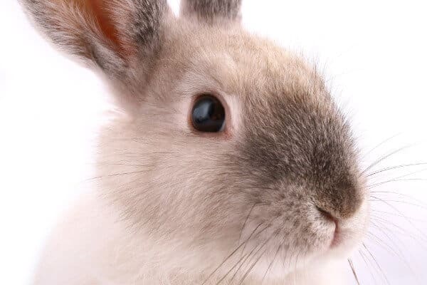  <strong>Round up of Rabbit Care with Claire Speight</strong>