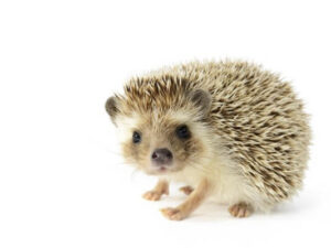 Hedgehog Triage and Care - eCPD Tutorial